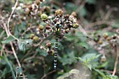 SOUTHERN HAWKER (AESHNA CYANEA)  DRAGON FLY, MALE AT REST ON BLACKBERRY BUSH