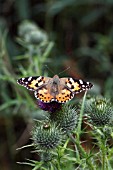 PAINTED LADY BUTTERFLY (VANESSA CARDUI) AT REST ON THISTLE