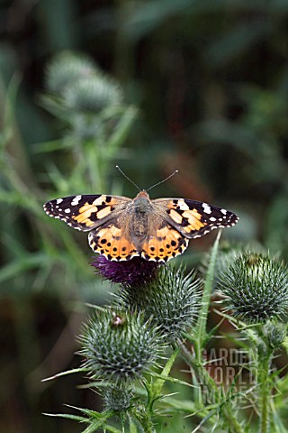 PAINTED_LADY_BUTTERFLY_VANESSA_CARDUI_AT_REST_ON_THISTLE