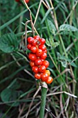 ARUM MACULATUM