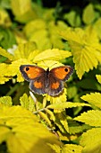 GATEKEEPER BUTTERFLY (PYRONIA TITHONUS0 FEMALE AT REST