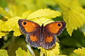 GATEKEEPER BUTTERFLY (PYRONIA TITHONUS) FEMALE AT REST