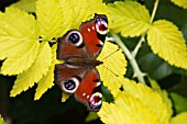 PEACOCK BUTTERFLY (INACHIS IO) AT REST ON LEAF