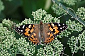 PAINTED LADY BUTTERFLY (VANESSA CARDUI) AT REST ON SEDUM FLOWER