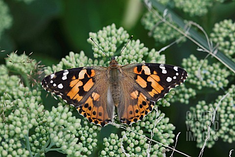 PAINTED_LADY_BUTTERFLY_VANESSA_CARDUI_AT_REST_ON_SEDUM_FLOWER