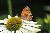 GATEKEEPER BUTTERFLY (PYRONIA TITHONUS) FEEDING ON ECHINACAEA