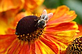HONEY BEE (APIS MELLIFERA) ON ECHINACAEA