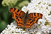 COMMA BUTTERFLY (POLYGONIUM C-ALBUM) TAKING NECTAR FROM BUDDLIEA