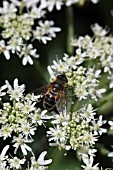 DRONE FLY (ERISTALIS TENAX) FEEDING ON FOOLS PARSLEY