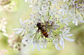 HOVERFLY (SYRPHUS RIBESII)