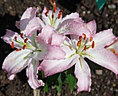 LILIUM AURATUM