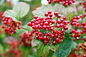 VIBURNUM OPULUS, BERRIES