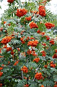 SORBUS AUCUPARIA