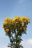 SENECIO JACOBAEA