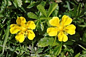 POTENTILLA ANSERINA