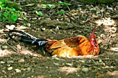 COCKEREL,  IN DUST BATH,  SIDE VIEW