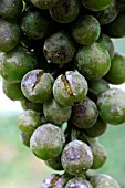 GREY MOULD (BOTRYTIS CINEREA) ON GRAPES