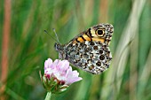 WALL BROWN BUTTERFLY (LASIOMMATA MEGERA)