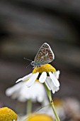 COMMON BLUE BUTTERFLY (POLYOMMATUS ICARUS) MALE AT REST