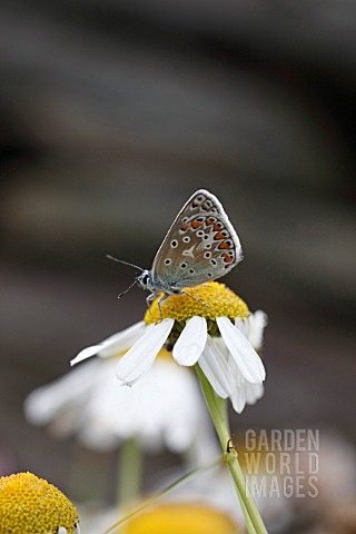 COMMON_BLUE_BUTTERFLY_POLYOMMATUS_ICARUS_MALE_AT_REST