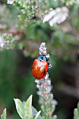 LEAF BEETLE (CHROSOLINA POLITA) RESTING ON LEAF