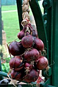 RED ONION STORED AS ROPE IN GREENHOUSE