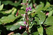 COMMON DARTER (SYMPETRUM STRIOLATUM)