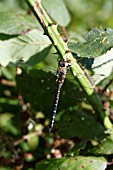 MIGRANT HAWKER (AESHNA MIXTA), DRAGONFLY