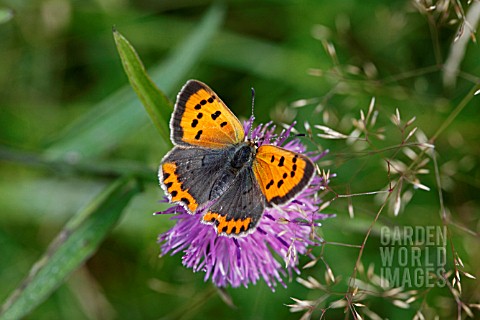 SMALL_COPPER_BUTTERFLY_FEEDING_ON_KNAPWEED