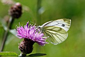 GREEN VEINED WHITE BUTTERFLY (PIERIS NAPI) MALE FEEDING ON KNAPWEED