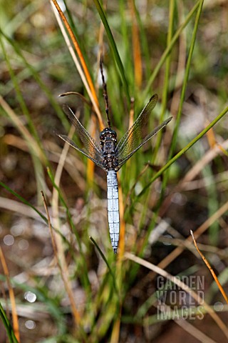 KEELED_SKIMMER_ORTHETRUM_COERULESCENS_MALE_AT_REST_ON_REED