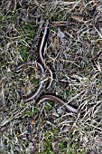 SLOW WORMS (ANGUIS FRAGILIS)