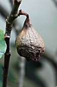 BROWN ROT (SCLEROTINA FRUCTOGENA) ON RIPENING FIG