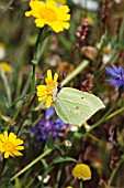 BRIMSTONE BUTTERFLY (GONEPTERYX RHAMNI) MALE FEEDING ON CORN MARIGOLD