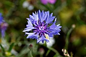 CENTAUREA CYANUS