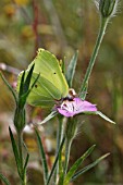 BRIMSTONE BUTTERFLY (GONEPTERYX RHAMNI) MALE FEEDING ON CORNCOCKLE