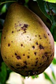 PEAR SCAB (VENTURIA PIRINA)