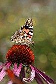 PAINTED LADY BUTTERFLY (VANESSA CARDUI) TAKING NECTAR FROM ECHINACEA