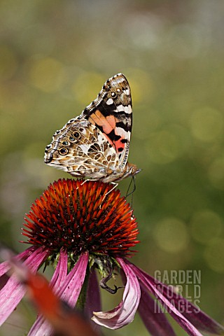 PAINTED_LADY_BUTTERFLY_VANESSA_CARDUI_TAKING_NECTAR_FROM_ECHINACEA