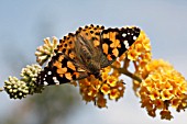 PAINTED LADY BUTTERFLY (VANESSA CARDUI) TAKING NECTAR FROM BUDDLEJA