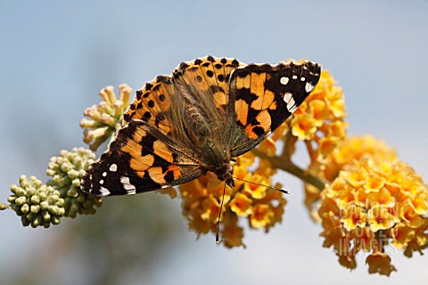 PAINTED_LADY_BUTTERFLY_VANESSA_CARDUI_TAKING_NECTAR_FROM_BUDDLEJA