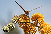 PAINTED LADY (VANESSA CARDUI) TAKING NECTAR FROM BUDDLEJA