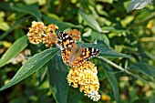PAINTED LADY BUTTERFLY (VANESSA CARDUI) TAKING NECTAR FROM BEDDLEJA