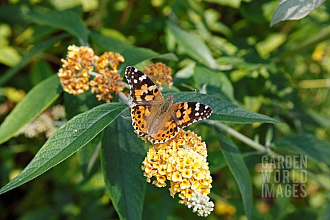 PAINTED_LADY_BUTTERFLY_VANESSA_CARDUI_TAKING_NECTAR_FROM_BEDDLEJA