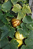 CUCUMBER (CUCUMIS SATIVIS CHRYSTAL LEMON)