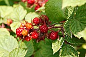 RUBUS PHOENICOLASIUS