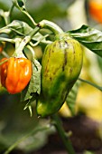 SWEET PEPPER (CAPSICUM ANUUM ORO)