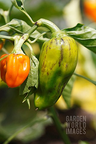 SWEET_PEPPER_CAPSICUM_ANUUM_ORO