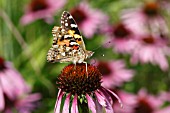 PAINTED LADY BUTTERFLY (VANESSA CARDUI) TAKING NECTAR FROM ECHINACEA