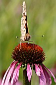 PAINTED LADY BUTTERFLY (VANESSA CARDUI) TAKING NECTAR FROM ECHINACEA